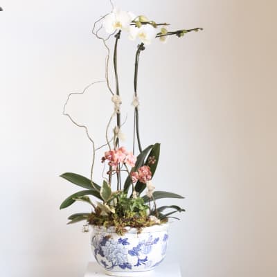 Potted orchid arrangement with white and pink blooms in a blue-and-white ceramic bowl