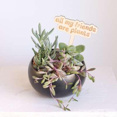 Petite Succulent Garden