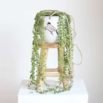 Trailing string of pearls plant in a white pot on a wooden stand