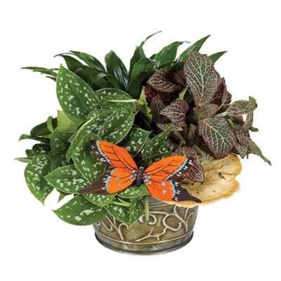 Potted foliage arrangement with a butterfly decoration