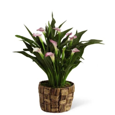 The FTD Calla Lily Planter