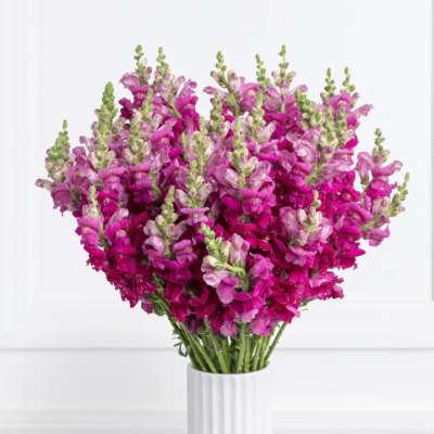 Bouquet of magenta snapdragons in a white vase
