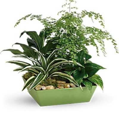 Mixed green houseplants in a rectangular green planter with stones