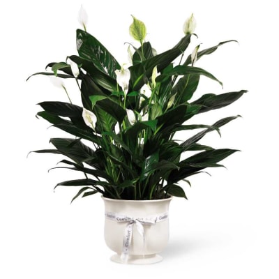 The FTD Comfort Planter