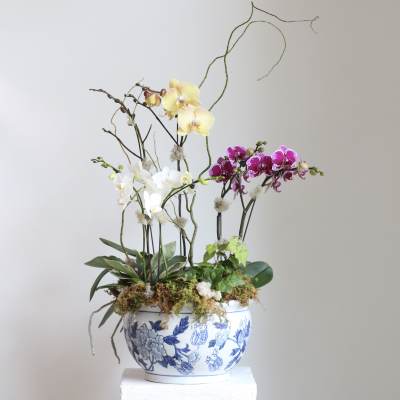 Orchid arrangement in a blue-and-white ceramic pot
