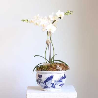 White phalaenopsis orchid plant in a blue and white ceramic pot with a moss-covered base