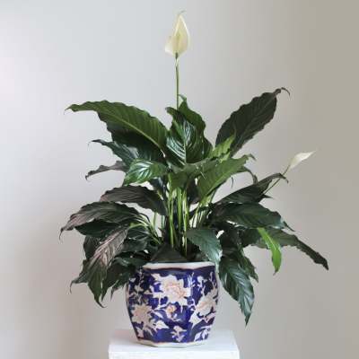 Potted peace lily with white blooms in a patterned ceramic pot