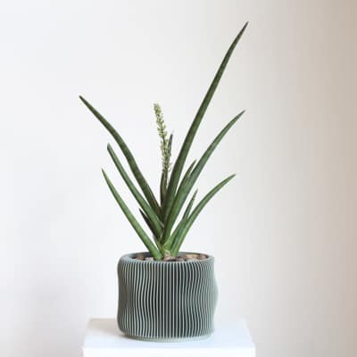 Potted snake plant in a ribbed ceramic planter