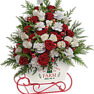Red and white roses arranged in a white sleigh container with evergreen accents