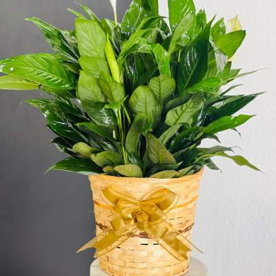 Potted peace lily arrangement in a woven basket with a gold ribbon