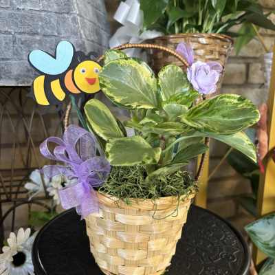 Potted plant in a woven basket with purple ribbon and a bee decoration