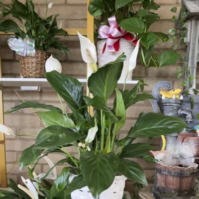 White peace lilies in a white woven basket planter