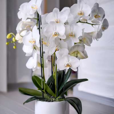 White orchid plant in a white pot