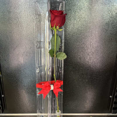 Single red rose in a clear plastic sleeve with a red bow