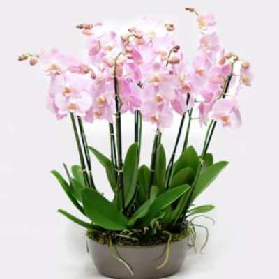 Sophisticate Pink Phalaenopsis Orchid
