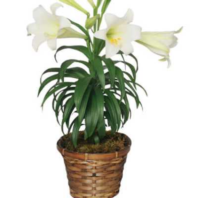 Traditional Easter Lily