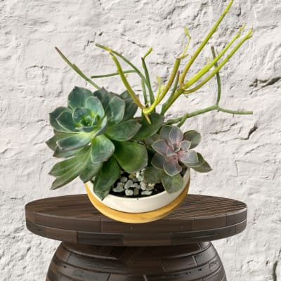 Potted succulent arrangement with rosette plants and tall stems in a white bowl