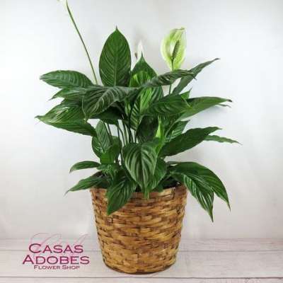 Peace Lily; Spathiphyllum Plant by BloomNation™