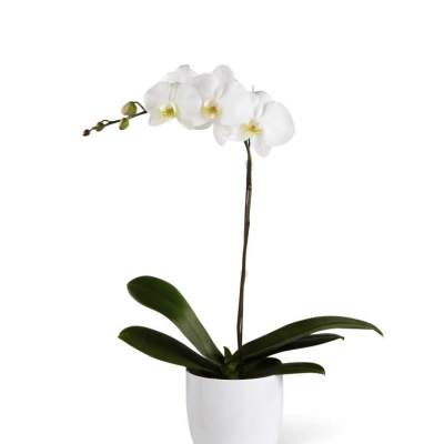 The FTDÂ® White Orchid Planter