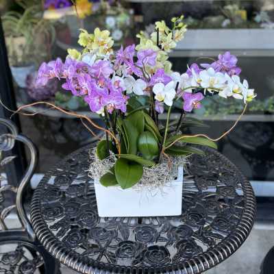 Potted orchids in purple, white, and yellow in a white rectangular planter