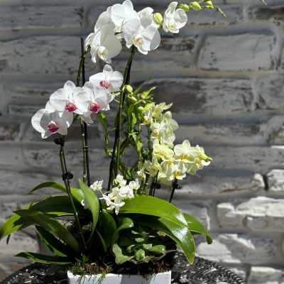 White orchids arranged in a white rectangular planter