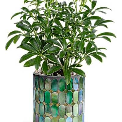Green houseplant in a round mosaic pot with blue and green tiles