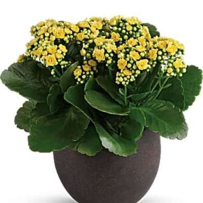 Potted plant with clusters of small yellow flowers in a round dark brown container