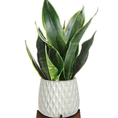 Potted snake plant in a white textured ceramic planter on a wooden stand