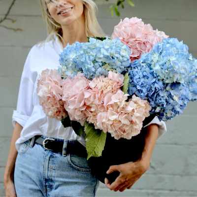 Woman holding a large bouquet of blue and pink hydrangeas