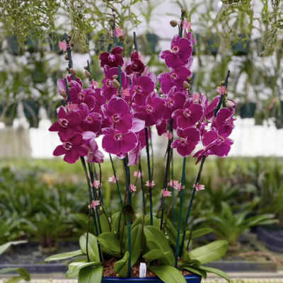 Potted magenta orchids arranged in a blue rectangular container