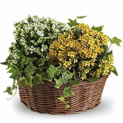 Basket of yellow and white flowering plants with trailing ivy in a woven brown basket