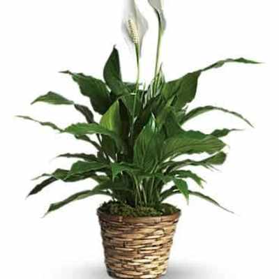 Potted peace lily plant with dark green leaves and white blooms in a woven basket.