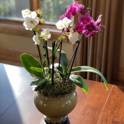 High Style Orchid Duo