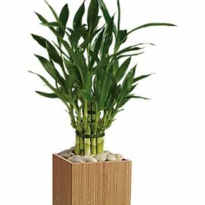 Potted lucky bamboo plant in a square wooden container with decorative stones