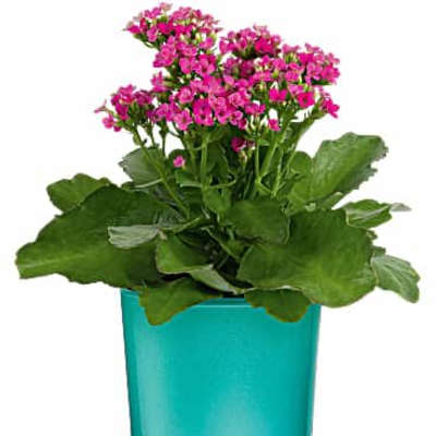 Pink flowering plant with large leaves in a turquoise glass pot