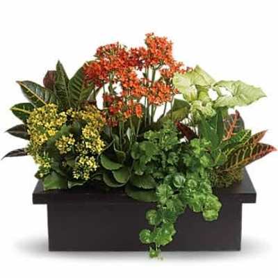 Mixed green plants with orange and yellow blooms in a low black rectangular planter