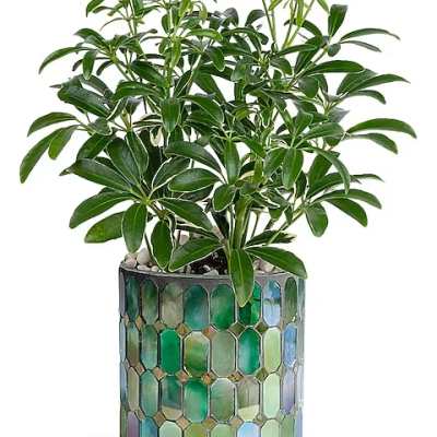 Potted green houseplant in a mosaic-patterned container