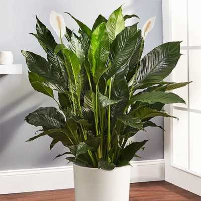 Potted peace lily plant with white blooms in a white container