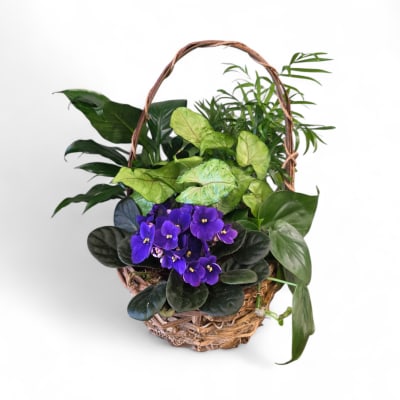 8" Blooming Dishgarden