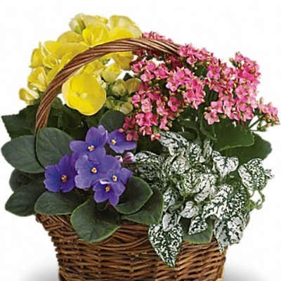 Basket of potted flowering plants in yellow, pink, and purple