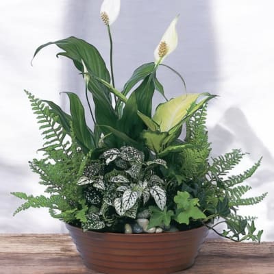 Potted peace lily arrangement with ferns and variegated foliage