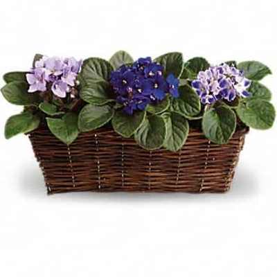 Three purple African violet plants in a rectangular wicker basket
