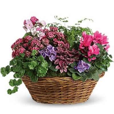 Basket planter of pink and purple blooming plants with assorted foliage