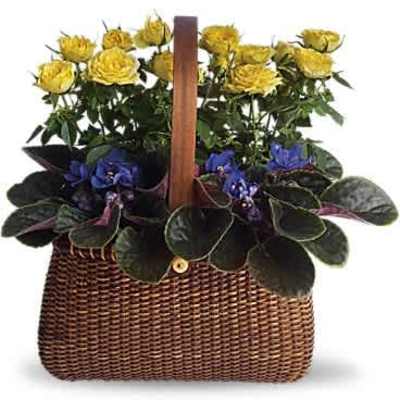 Yellow rose plant and purple flowering plants arranged in a woven handled basket