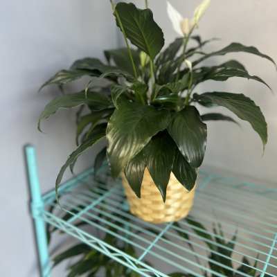 Peace Lily,Spathiphyllum