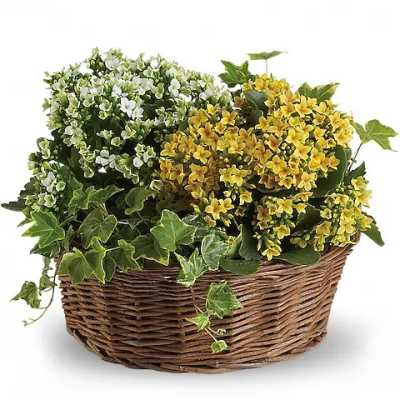 Yellow and white flowering plant in a wicker basket