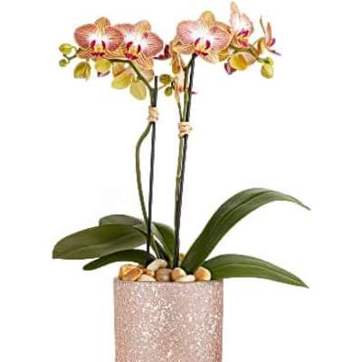 Pink and yellow phalaenopsis orchid plant in a glittery rose gold pot with pebbles on top