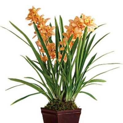 Potted arrangement with orange orchid blooms and long green leaves