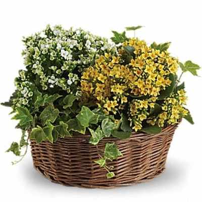 Yellow and white flowers in a wicker basket with ivy