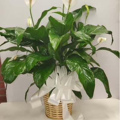 Spathiphyllum plant